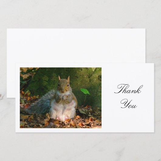 Écureuil gris - Merci (Devant / Derrière)