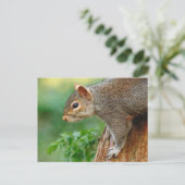 Écureuil gris. Roath Park, Cardiff, carte postale  (Debout devant)