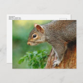 Écureuil gris. Roath Park, Cardiff, carte postale  (Devant / Derrière)