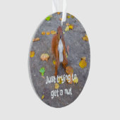 écureuil J'essaie juste d'attraper une noisette (devant)