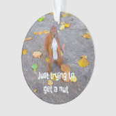 écureuil J'essaie juste d'attraper une noisette (devant)