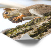Écureuil Nature Animaux sauvages Poster (Coin)