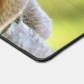 Écureuil relaxant (Coin)