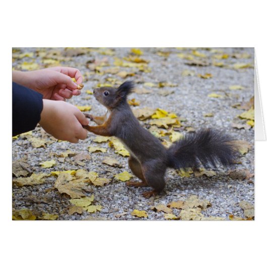 Écureuil rouge (Devant horizontal)