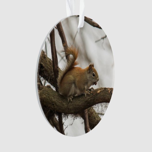 Écureuil rouge (devant)