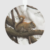 Écureuil rouge (dos)