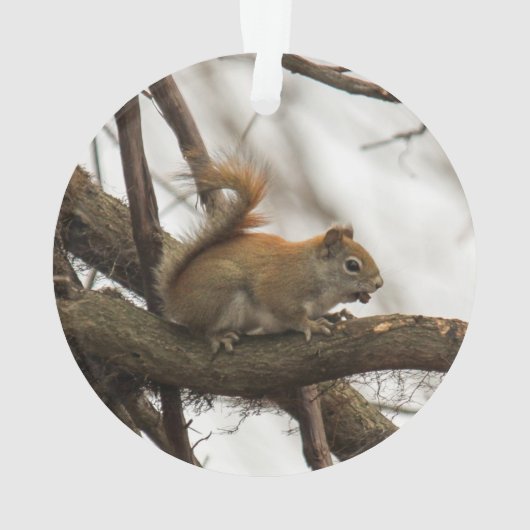 Écureuil rouge (dos)