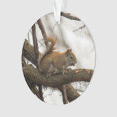 Écureuil rouge (devant)