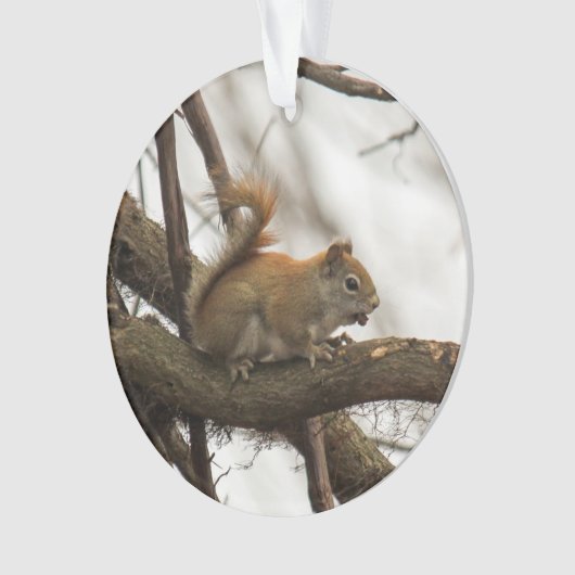 Écureuil rouge (devant)