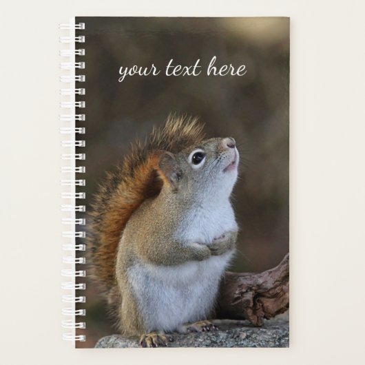 Écureuil rouge (Devant)