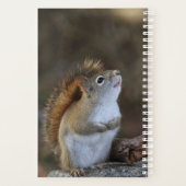 Écureuil rouge (Dos)