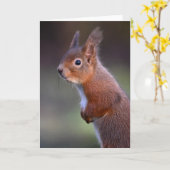 Écureuil rouge dans la carte Glenalmond (Fleur jaune)