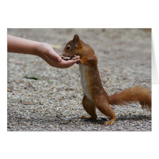 écureuil roux d'Eurasie (Devant horizontal)