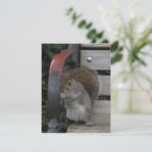 Écureuil sur un banc de parc Carte personnalisable (Debout devant)