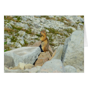 Écureuil terrestre à manteau doré au mont Rainier