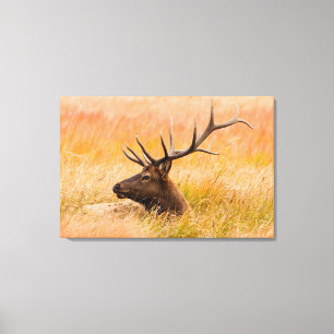 Edele herten (Cervus Elephus) rustend in weiland Canvas Afdruk