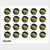 Edele Iguana Stickers (Vel)