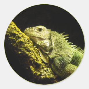 Edele Iguana Stickers