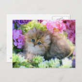 edele katjes briefkaart (Voorkant / Achterkant)