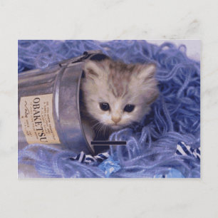 Edelkleurige kat en Kitten-fotokaarten, Gifts, Pos Briefkaart