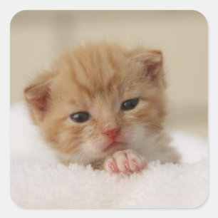 Edeloze kleine kittenstickers vierkante sticker