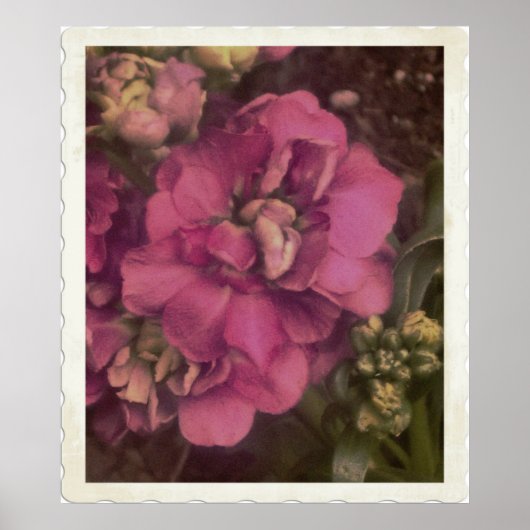 edelroze Peony Poster (Voorkant)