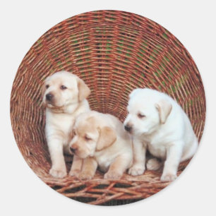 Edelwaardige Puppies Ronde Sticker