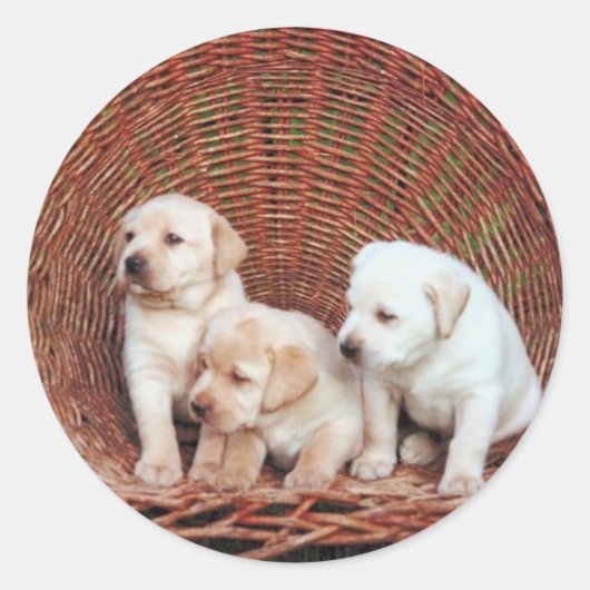 Edelwaardige Puppies Ronde Sticker (Voorkant)