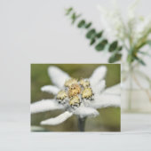Edelweiss Alpiene bloem Briefkaart (Staand voorkant)