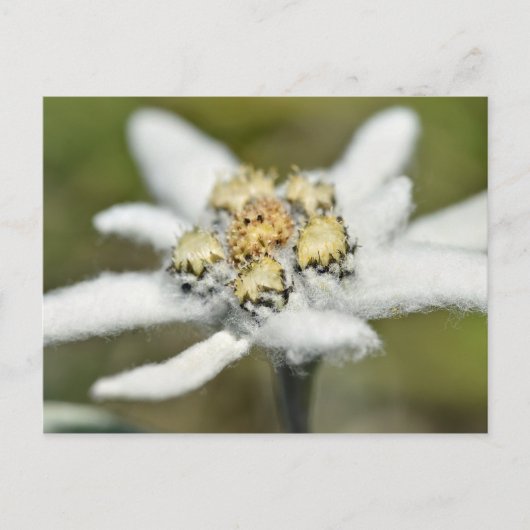 Edelweiss Alpiene bloem Briefkaart (Voorkant)
