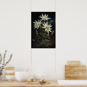 Edelweiss blanc Fleurs Art Imprimer Poster (Cuisine)