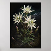 Edelweiss blanc Fleurs Art Imprimer Poster (Devant)