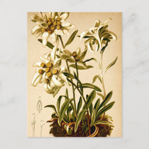 Edelweiss Bloemen Botanische Illustratie Briefkaart