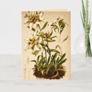 Edelweiss Bloemen Botanische Illustratie Kaart