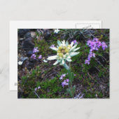 Edelweiss briefkaart (Voorkant / Achterkant)