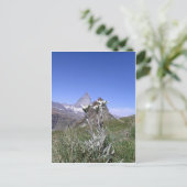 Edelweiss en Matterhorn Briefkaart (Staand voorkant)