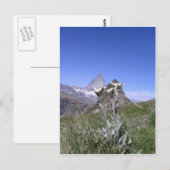 Edelweiss en Matterhorn Briefkaart (Voorkant / Achterkant)