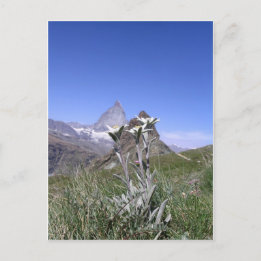 Edelweiss en Matterhorn Briefkaart