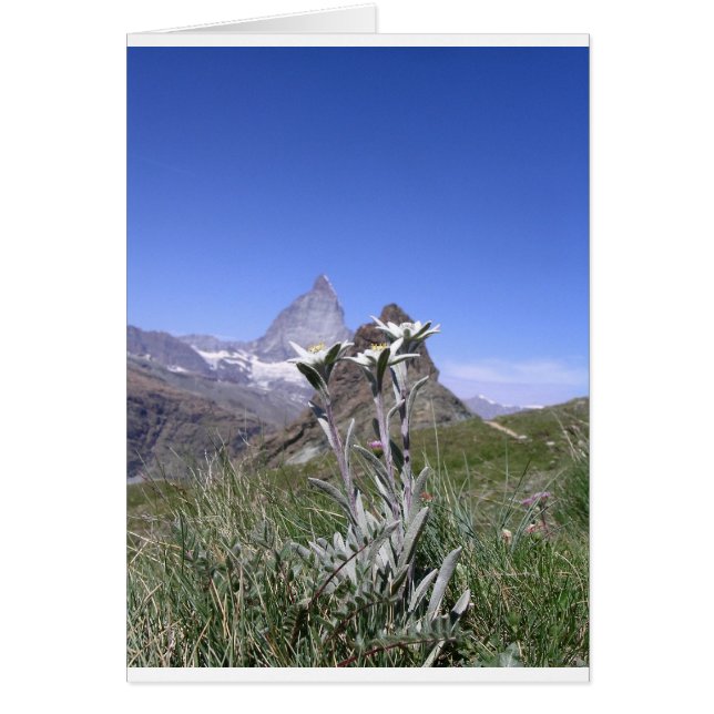 Edelweiss et Matterhorn (Devant)