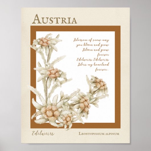 Edelweiss Flower Austria Poster (Voorkant)