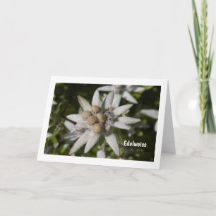 Edelweiss Flower Folded Blank Greeting Card Kaart