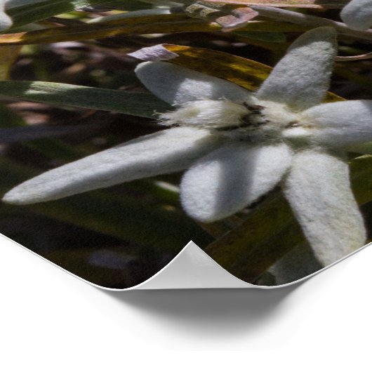 Edelweiss-Poster (Matte) Poster (Hoek)