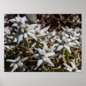 Edelweiss Poster Paper (Matte) (Devant)