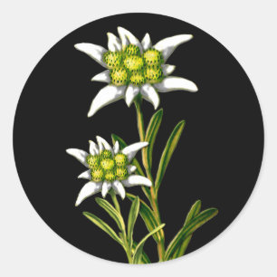  Edelweiss-Stickers Ronde Sticker