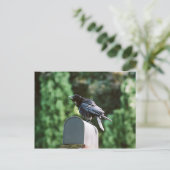 Edgar Allan Crow, briefkaart (Staand voorkant)