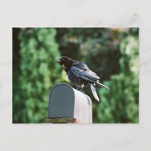 Edgar Allan Crow, briefkaart (Voorkant)