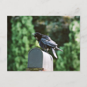 Edgar Allan Crow, carte postale