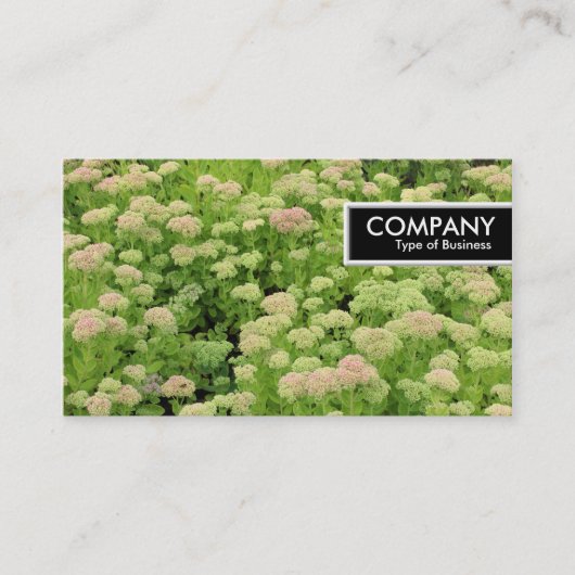 Edge Label - Sedum (Herfstvreugde) (Voorkant)