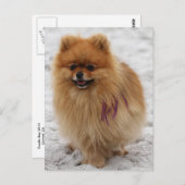 Edgrr #2 - Pommeren Briefkaart (Voorkant / Achterkant)