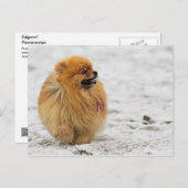 Edgrr #3 - Pommeren Briefkaart (Voorkant / Achterkant)